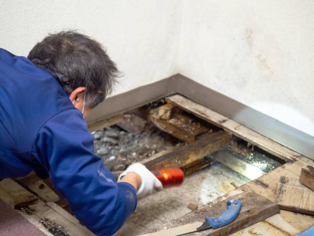 Best Home Mold Removal  in Byron, MN