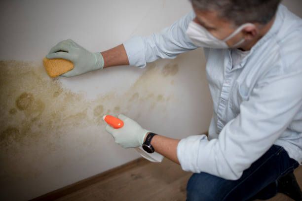 Best Crawl Space Mold Removal  in Byron, MN