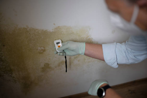 Best Professional Mold Removal  in Byron, MN