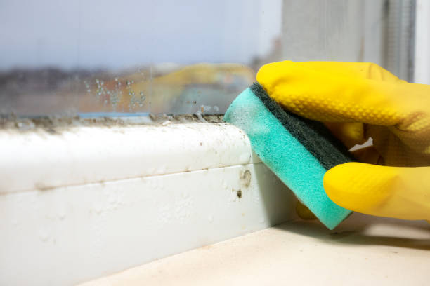 Best Office Mold Removal Services  in Byron, MN
