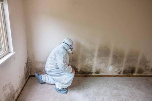 Crawl Space Mold Removal in Byron, MN