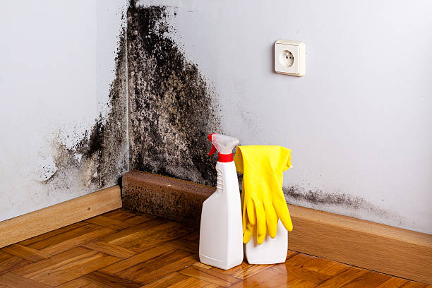 Best Emergency Mold Removal  in Byron, MN